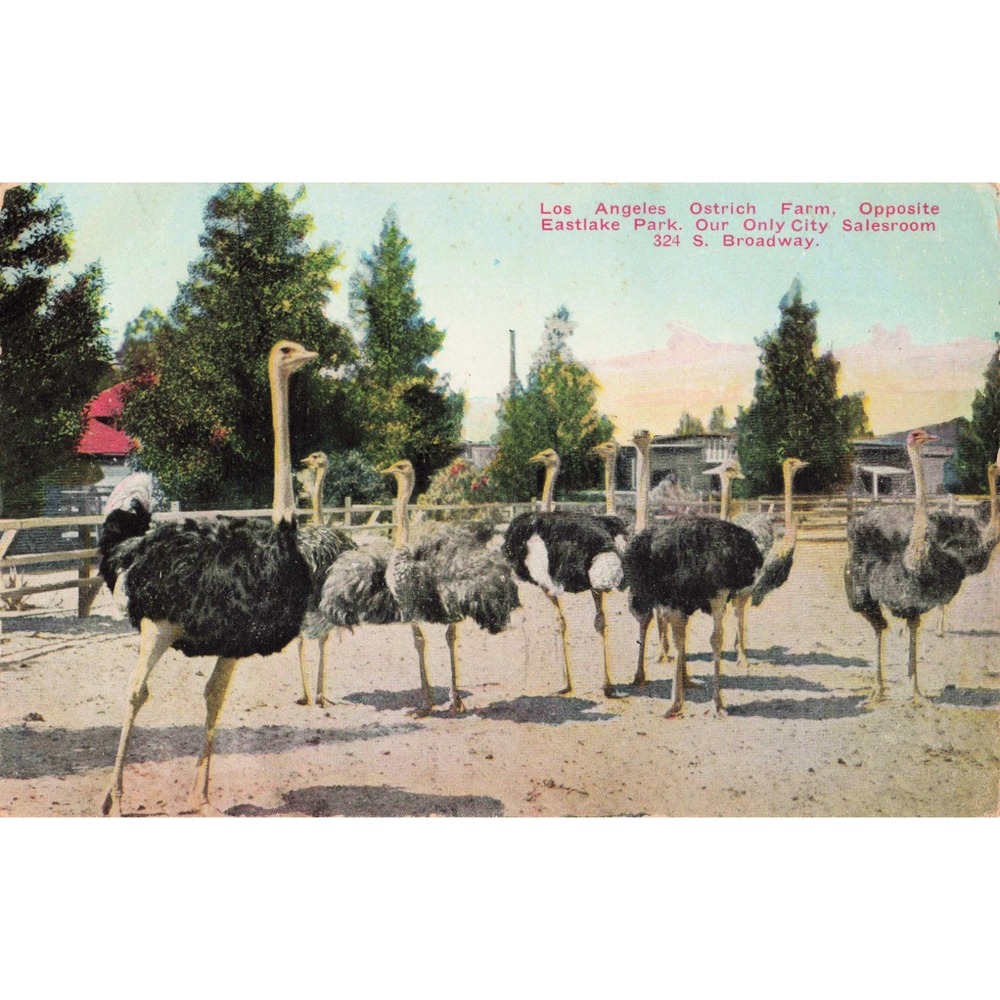 Vintage 1911 Los Angeles Ostrich Farm Postcard Eastlake Park California VG - Picture 1 of 2